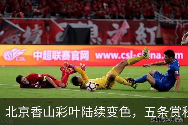 北京香山彩叶陆续变色，五条赏秋线路各有特点